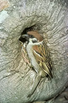R T Smith: TREE SPARROW