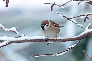 Wijdewormer: Tree Sparrow