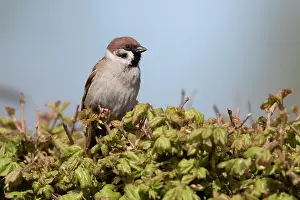 Eemland: Tree Sparrow