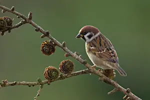 Passeridae: Tree Sparrow