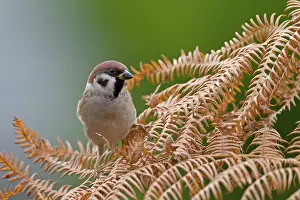 Passeridae: Tree Sparrow