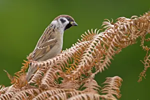 Passeridae: Tree Sparrow