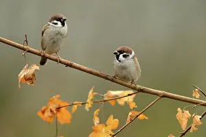 Leafs: Tree Sparrow