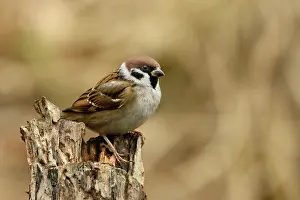 Montanus: Tree Sparrow