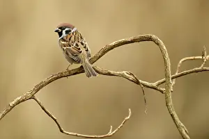Helix: Tree Sparrow