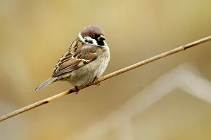 Montanus: Tree Sparrow