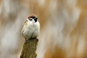 Montanus: Tree Sparrow