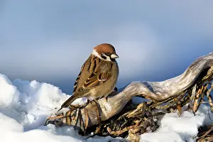 Hokkaido: Tree Sparrow