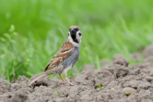 Lutjewinkel: Tree Sparrow