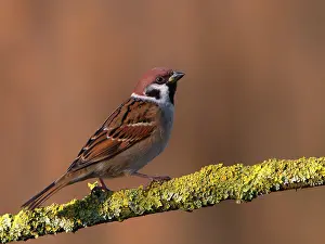 Utrecht: Tree Sparrow