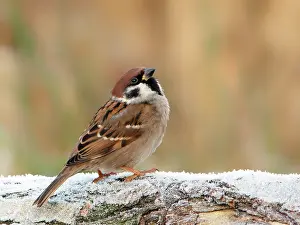 Utrecht: Tree Sparrow