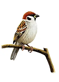 Sparrows: Tree Sparrow