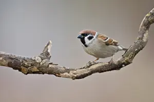 Sparrow: Tree Sparrow