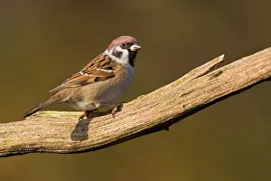 Perching: Tree Sparrow