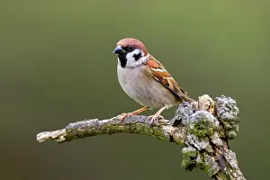 Perching: Tree Sparrow