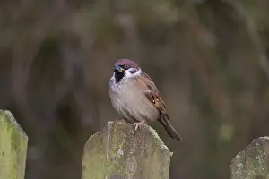 Passer: Tree Sparrow - adult sparrow aperched on a fence