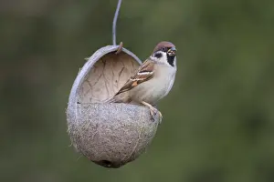 Passer: Tree Sparrow - adult sparrow at a bird feeding station