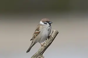 060418: Tree sparrow - adult sparrow perched on branch - Sweden