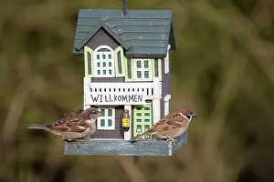 Passer: Tree Sparrow - adult sparrows at a bird feeding