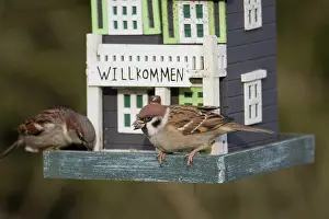 Passer: Tree Sparrow - adult sparrows at a bird feeding