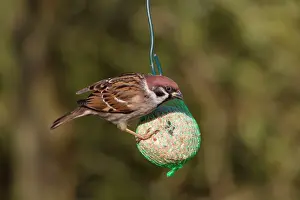 Sparrow: Tree Sparrow - adults at feeding place in winter