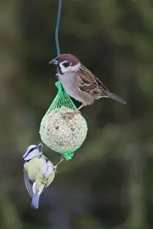 Feeders: Tree sparrow and Blue Tit - at bird feeder - Germany