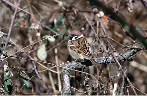 Sparrows: TREE SPARROW - on branch