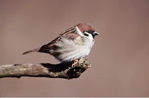 Sparrows: TREE SPARROW - on branch