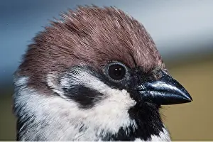 Sparrow: TREE SPARROW - close-up of head