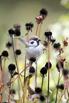 Seedheads: Tree Sparrow - feeding on flower seedheads in autumn