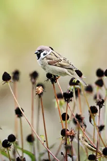 Seedheads: Tree Sparrow - feeding on flower seedheads in autumn