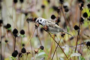 Seedheads: Tree Sparrow - feeding on flower seedheads in autumn