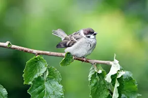 Fledgeling: Tree Sparrow - fledgeling perched on branch