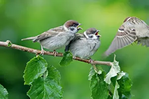 Fledgelings: Tree Sparrow - two fledgelings begging for food from adult