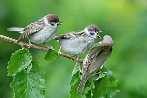 Fledgelings: Tree Sparrow - two fledgelings begging for food from adult