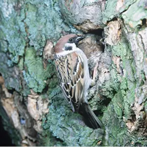 Karin Laub: TREE SPARROW - at hole in tree