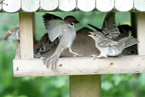 Squabbling: Tree Sparrow and House Sparrow (Passer domesticus)