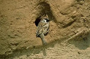 Nancy Jennings: Tree Sparrow - at nest