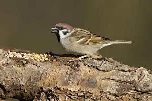 Horsterwold: Tree Sparrow (Passer montanus) foraging on tree