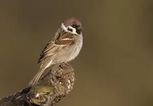 Horsterwold: Tree Sparrow (Passer montanus) perched on tree