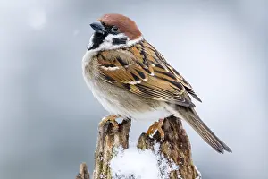 Passer: Tree Sparrow (Passer montanus) portrait, The Ne