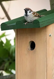 Nestbox: Tree Sparrow (Passer montanus) sitting on nest