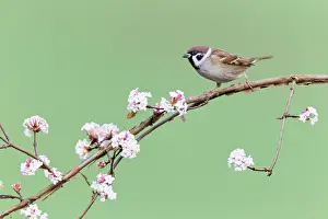 Viburnum: Tree sparrow - perched on flowering Viburnum bush in garden