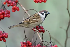 Guelder: Tree Sparrow - perched on Guelder Rose bush in
