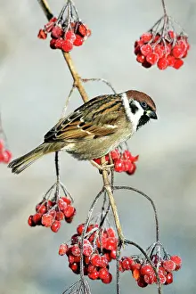 Guelder: Tree Sparrow - Perched on Guelder Rose bush in