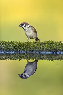120219: Tree Sparrow - at Pond - Hungary