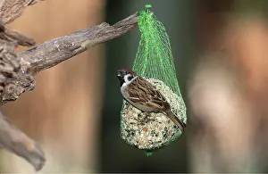 Nuts: TREE SPARROW - on seeds, nut & suet feeder
