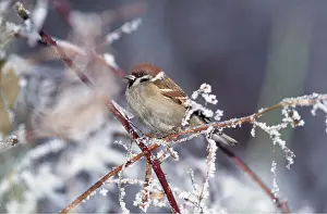 Sparrows: TREE SPARROW - on snowy twig