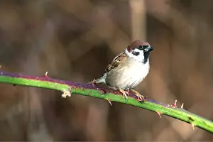 Thorny: TREE SPARROW - on thorny stem