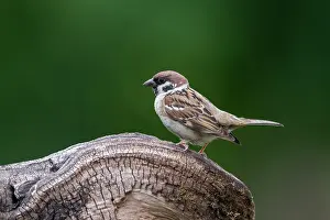 290421: Tree Sparrow - UK